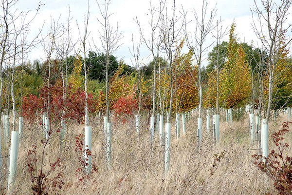 Saplings in the Heart of England Forest - Dennis Maps