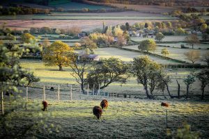 Country walking - sheep in a field