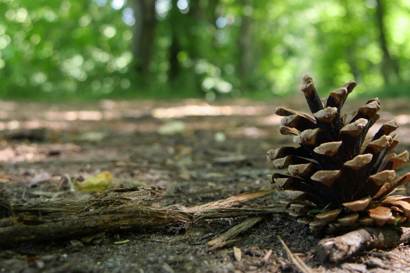 dennis-maps-pine-cones-cropped