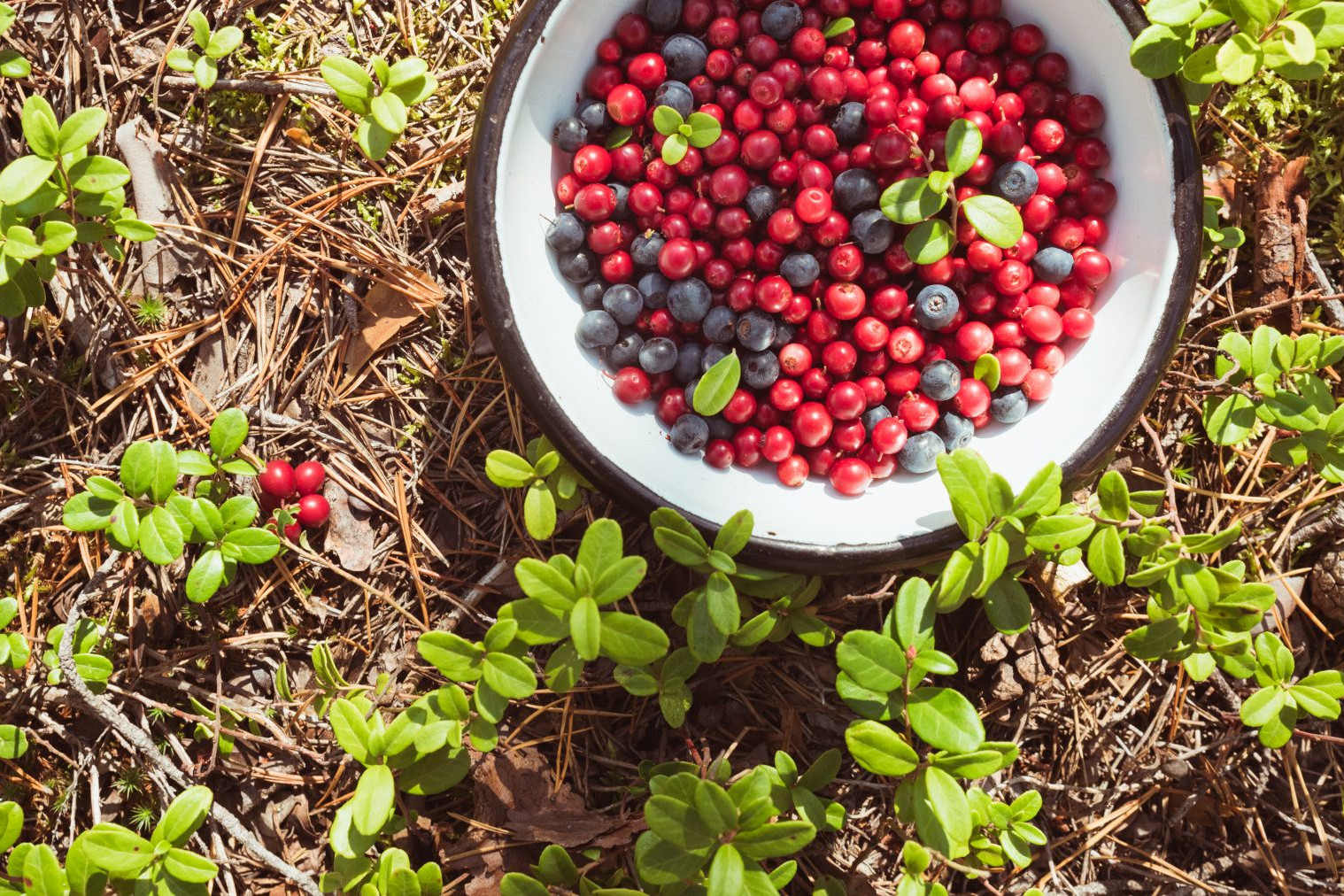 dennis-maps-forage-berries