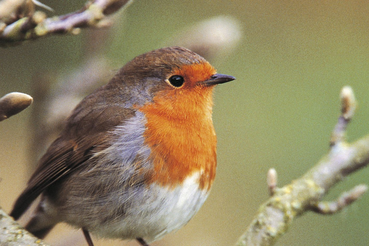 Robin Erithacus rubecula, on magnolia tree