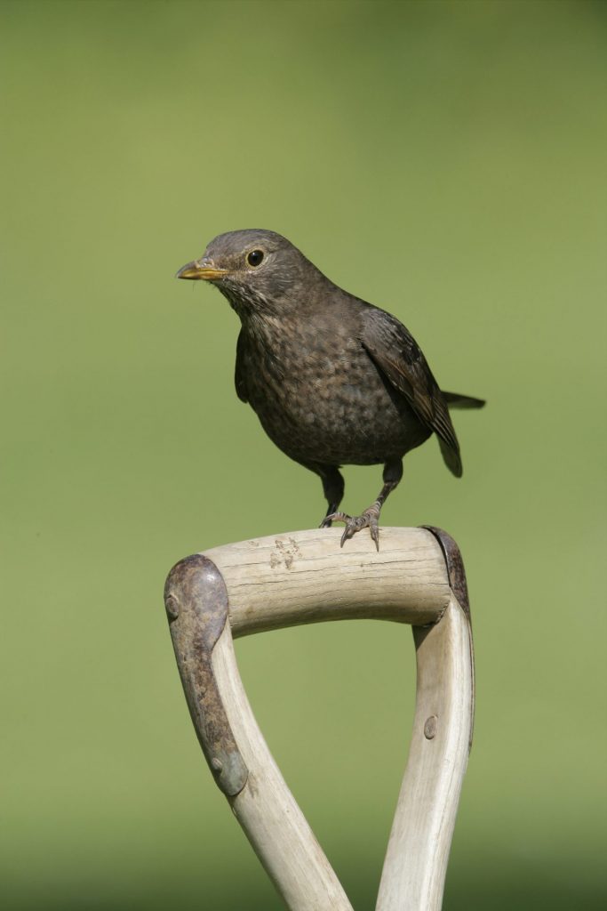 Blackbird Turdus merula, female, on garden fork handle
