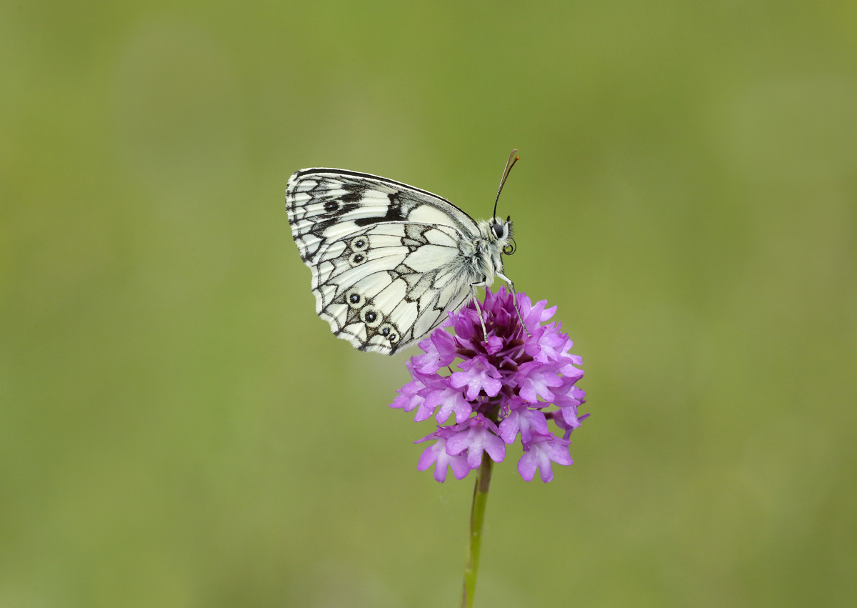 dennis maps butterfly count
