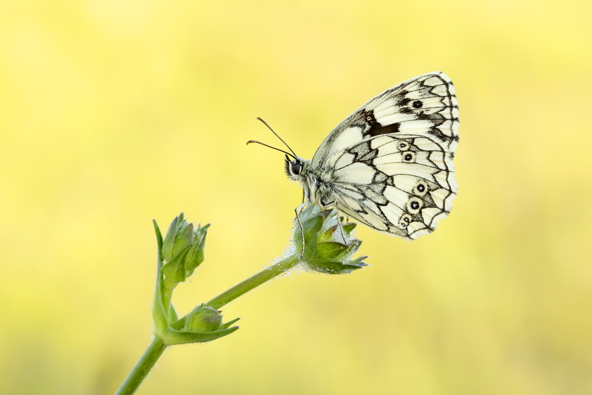 dennis maps butterfly count