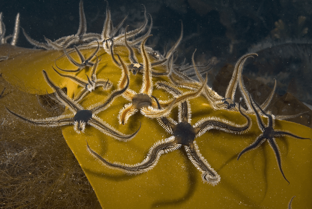 Black_brittlestars (c) Paul Naylor