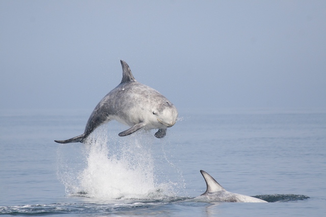 Rissos dolphin (c)Eleanor Stone