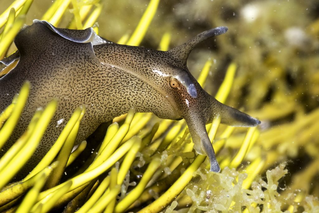 Sea hare (Julie Hatcher)