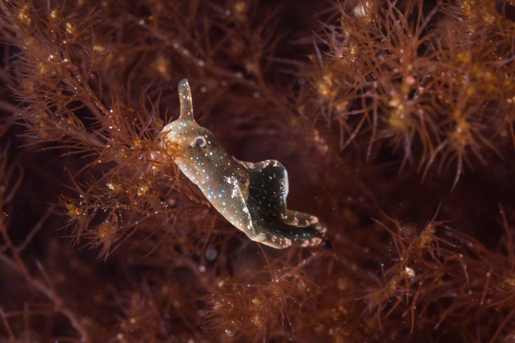Solar-powered sea slug (c) Dan Bolt www.underwaterpics.co.uk