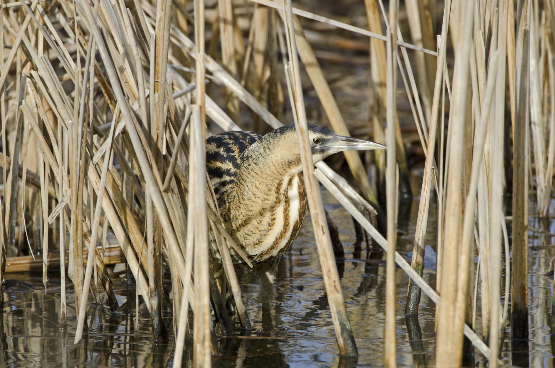 Bittern © David Tipling, 2020VISION