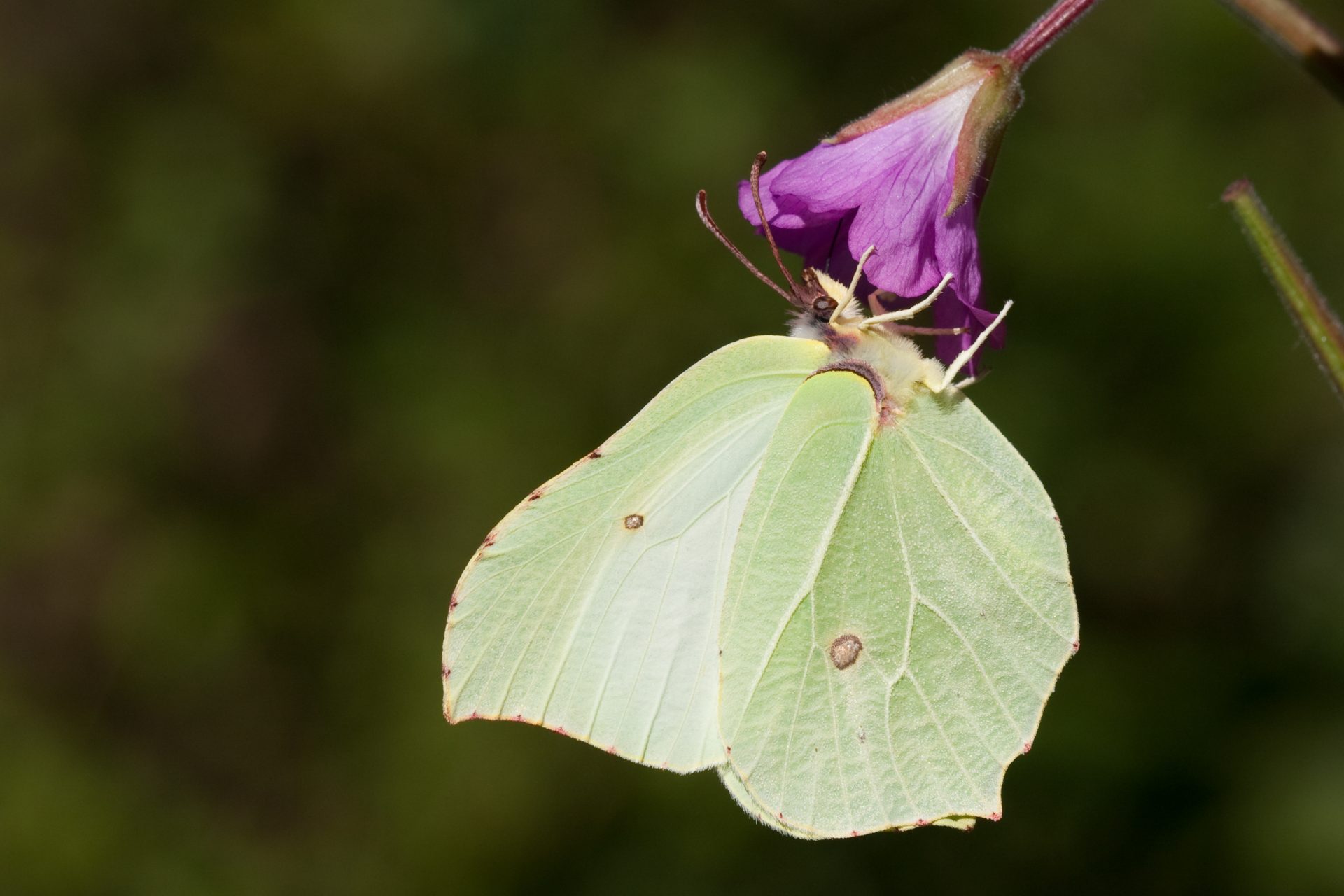 Brimstone butterfly by Vaughn Matthews