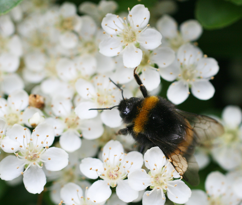 Buff tailed bumblebee © Penny Frith