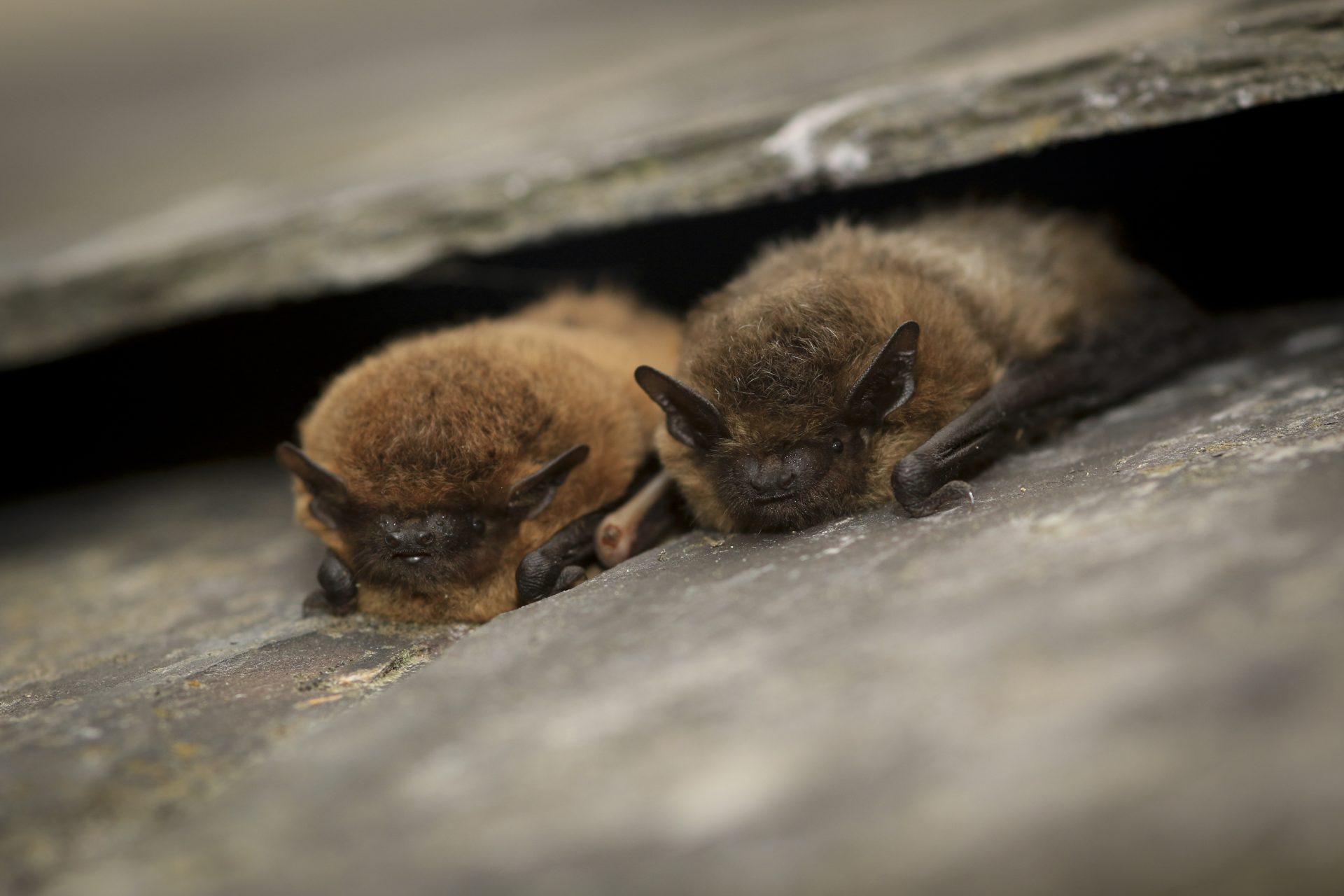 Common pipistrelle, © Tom Marshall