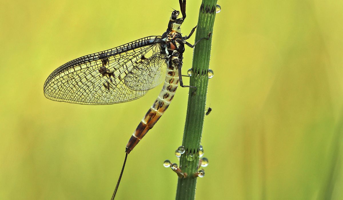 Mayfly, Jon Hawkins, Surrey Hills Photography