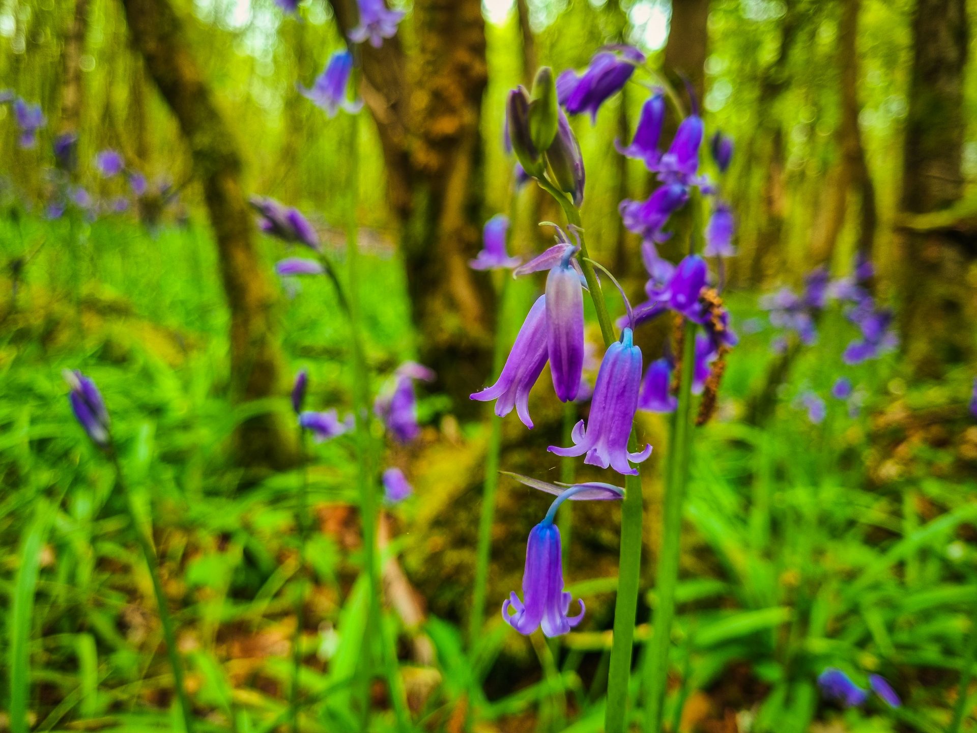 Bluebells by Johnny Briggs on Unsplash